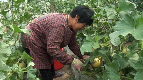 保定清苑最新吃瓜爆料