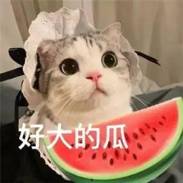 网红吃瓜杂货铺,揭秘娱乐圈幕后故事