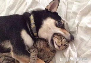 猫咪遥控爆料视频下载,揭秘猫咪操控遥控器的神奇瞬间