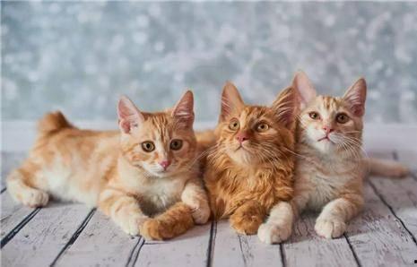 猫咪遥控爆料视频下载,揭秘猫咪操控遥控器的神奇瞬间