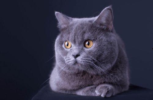 猫咪遥控爆料视频下载,揭秘猫咪操控遥控器的神奇瞬间