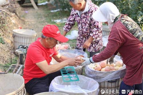 老果农大爆料视频,果园里的那些不为人知的秘密