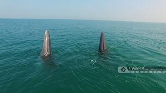 鲸在线观看,鲸在线观看之旅