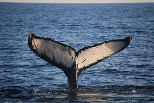 鲸在线观看,鲸在线观看之旅