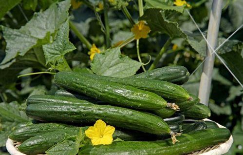 吃瓜视频每日吃瓜大全免费观看,免费观看，轻松掌握娱乐圈新鲜事