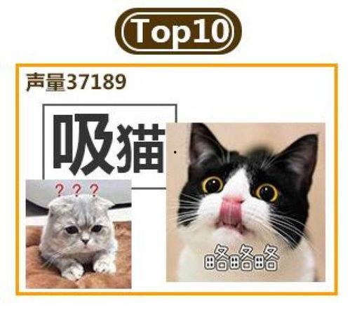 娱乐猫吃瓜记,揭秘娱乐圈幕后风云