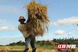 杂交水稻爆料事件视频,真相与争议交织