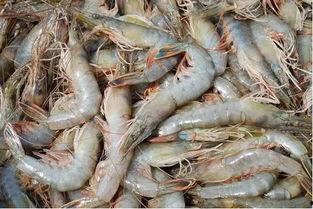 臭鱼烂虾爆料视频播放下载,独家播放下载，揭秘幕后真相