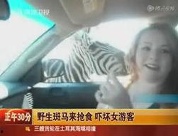 斑马视频爆料,揭秘娱乐圈幕后真相