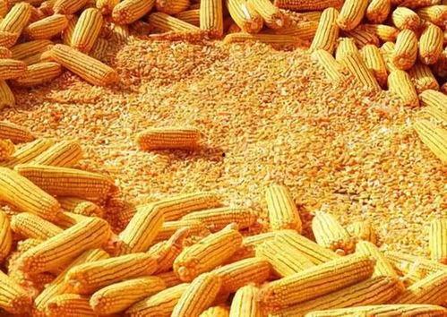 鹭岛爆料玉米肠视频网站,揭秘玉米肠背后的真相，视频网站带你一探究竟