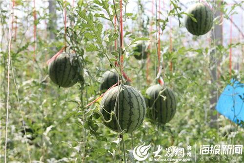 安溪吃瓜网红事件视频,网络热议背后的真相揭秘