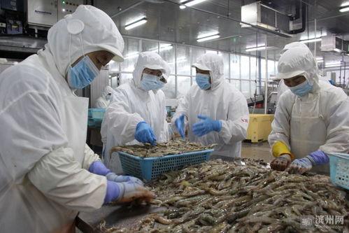 大虾加工爆料方法视频,视频爆料带你一探究竟