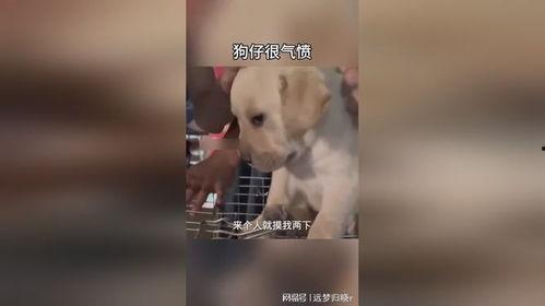 娱乐狗仔爆料最厉害的是谁,揭秘最犀利爆料高手