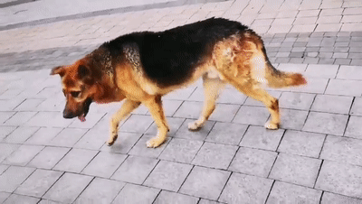 壮壮最新爆料德牧,德牧新技能惊艳亮相